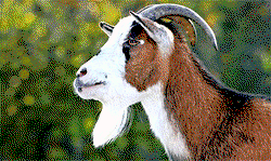 Man jailed six months for stealing goat