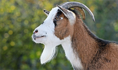 Conspiracy: Mother, 3 kids in court for killing neighbour’s goat