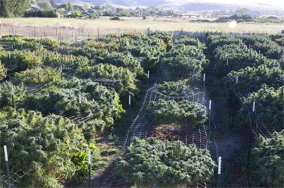 Thai farmers giddy over new medical marijuana law