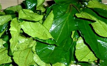 Consumption of `Ugwu leaves’ improves fertility in men, women, says Experts