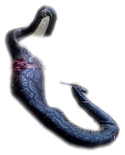 Lagos community residents kill,  eat python that swallowed goat