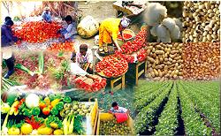 Food Security: Stakeholder clamours for adequate agric research funding