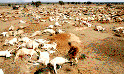 Ghana bans tyres for processing animals