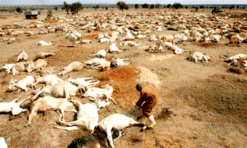 Ghana bans tyres for processing animals