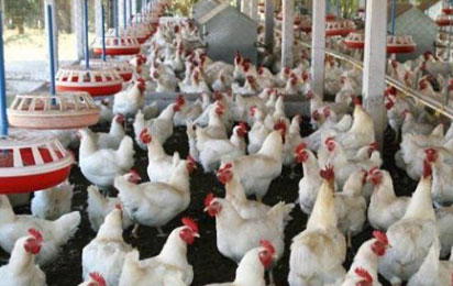 Security guard accused of stealing 170 chickens, 3 bags of feed in Abuja