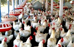 5yr Agric roadmap: Lagos woos private sector in meat, fish, livestock investments
