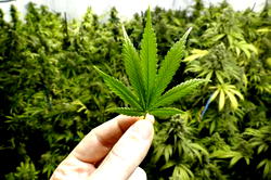 Unemployed charged with trafficking 350g of Marijuana
