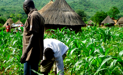 Practical agriculture, vocational education, and the school curriculum
