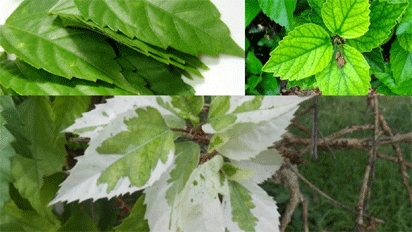 Nigeria resumes export of hibiscus to Mexico