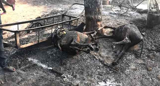 Boko Haram attack Borno, set imam, family members, others ablaze