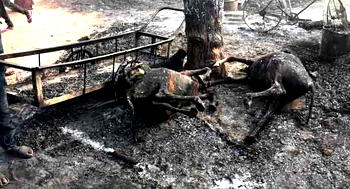 How the North became a killing field