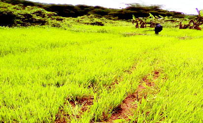 CBN: Rebuilding the agriculture &amp;#39;pillar&amp;#39; - Vanguard News