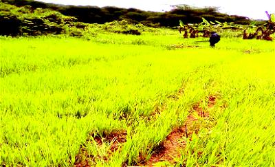 •Ikot Esen Rice nursery in Akwa Ibom State