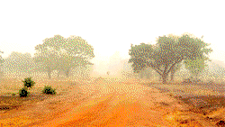 Harmattan: Health expert recommends 100% fruit juice