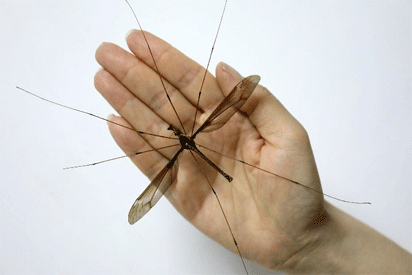 World’s biggest mosquito found, enters Guinness Records