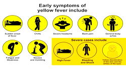 Kebbi Govt begins yellow fever vaccination