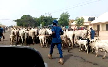 105 cows impounded in Benue over open grazing