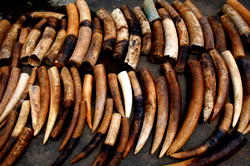 Dutch to ban raw ivory sales from 2019