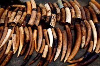 Dutch to ban raw ivory sales from 2019