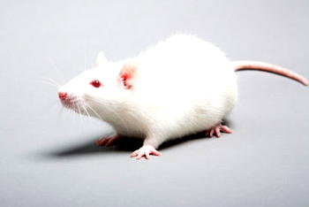 Indian market where rat earns top price