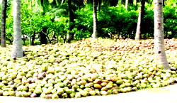 Value Addition for Agricultural Sustainability: The Lagos Coconut Narrative