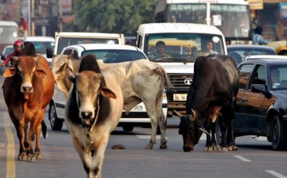 Delhi cows and elderly to moo-ve in together