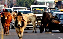 Delhi cows and elderly to moo-ve in together