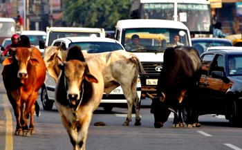 Delhi cows and elderly to moo-ve in together