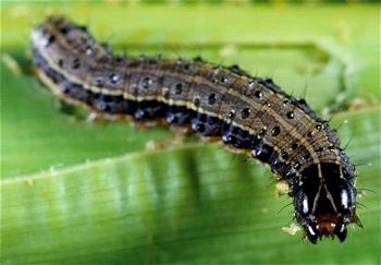 National task force wants declaration of emergency on army worms