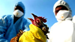 Bird flu hits Kaduna poultry farms