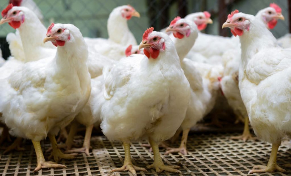 Yuletide: 'Say no to Chicken', almost a Christmas chorus due to poor economy