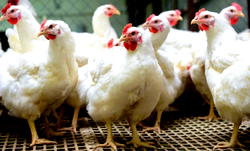 Yuletide: ‘Say no to Chicken’, almost a Christmas chorus due to poor economy