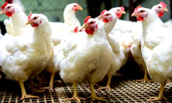 Police arraign 2 men for allegedly stealing 2,514 chickens in Osun