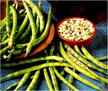 PBR Cowpea ‘ll bridge demand deficit of 500, 000 tonnes — NBDA