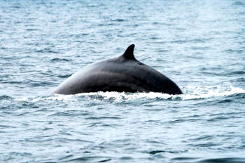 Dead whale in Philippines had 40 kg of plastic in stomach