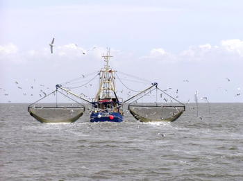 Salt, frozen fish top Nigeria’s import chart