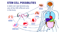 INFERTILITY, DIABETES, HEART DISEASE: Inside Adult Stem Cell Therapy