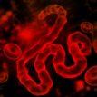 ‘Nigeria is capable of handling Ebola case’