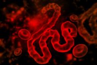 Ebola cases hit 782 as DRC outbreak worsens