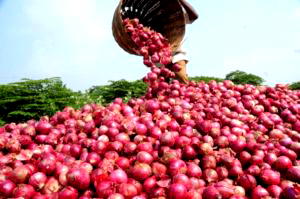 Onions producers canvass for increased production to meet local demand