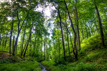 New National Forest Policy ’ll preserve ecosystems – Minister