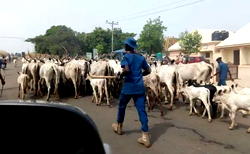 Benue Natives Vow: Return of grazing route means more deaths, plan will not stand