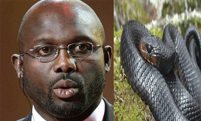 Breaking: Snakes chase Liberian President ‘George Weah’ away from his office