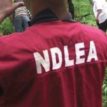 NDLEA destroys over 90,000 kilograms of illicit drug in Delta