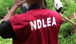 NDLEA declares war on Indian hemp farmers
