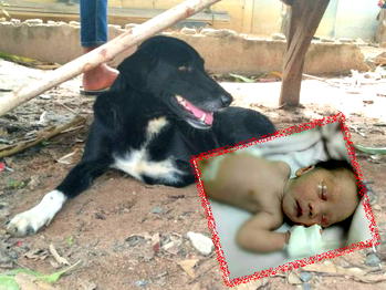 Hero dog saves buried baby in northeastern Thailand
