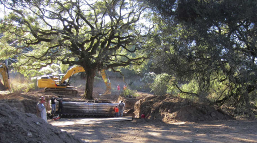 Climate change: Association tasks govt., stakeholders on tree planting