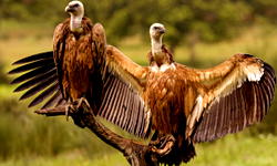 Celebrating vulture awareness day