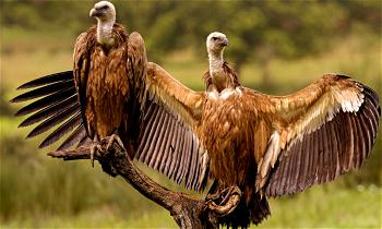 Celebrating vulture awareness day