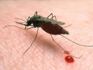Kenya becomes third African nation to introduce world's first malaria vaccine